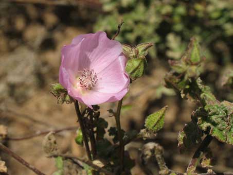 Sphaeralcea fulva flower