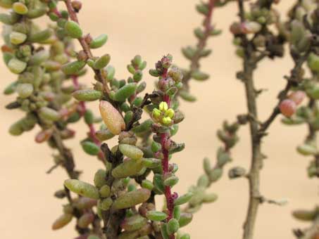 Closeup view of succulent leaves of Suaeda nigra