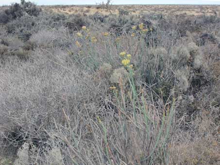 Cardón flowers