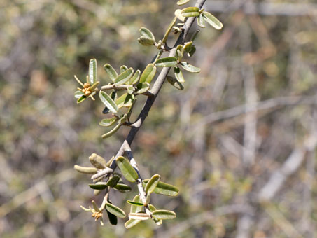 Leaves of Vomitbush