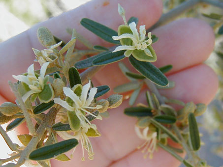 Vomitbush flowers