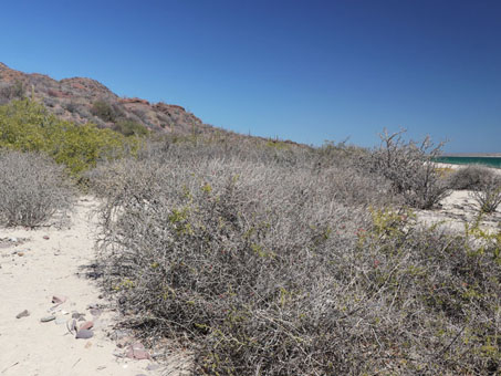 Gray shrubs on beach dune