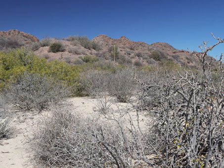 Gray shrubs on beach dune