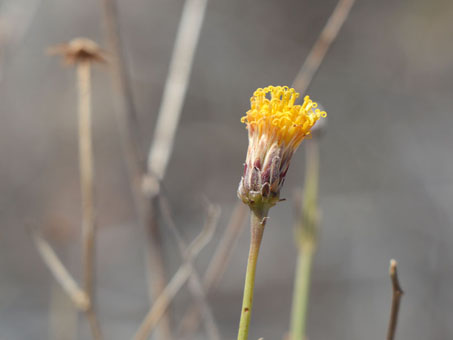 Sweetbush flower