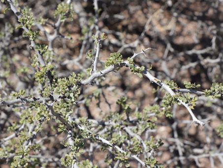 Dog Poop Bush leaves and branches