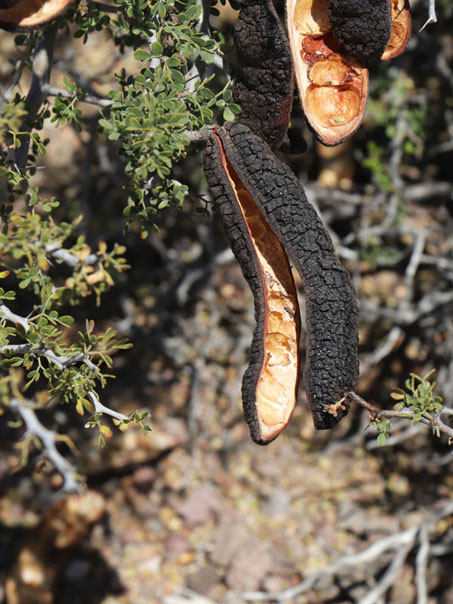 Dog Poop Bush fruit