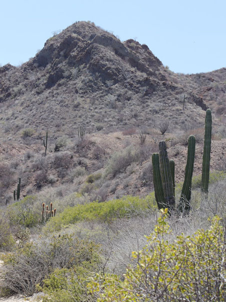 Hillside adjacent to Playa Santa Inés