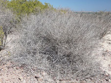 Justicia californica shrub