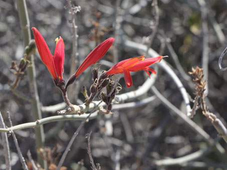 Hummingbird bush flowers