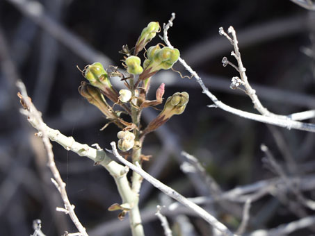 Hummingbird bush fruit