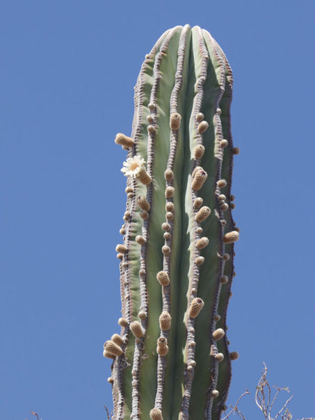 Cardón con flores