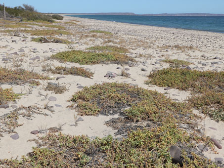 Beach dune plants