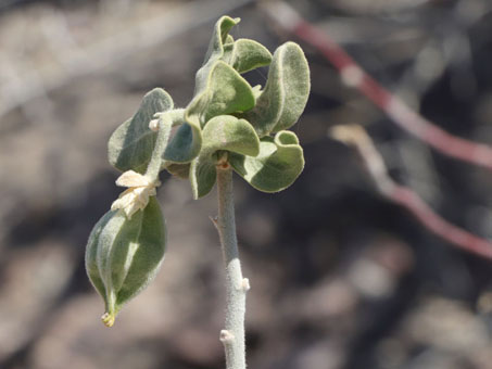 Guayacán leaves and fruit