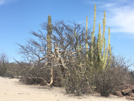 contorted trees