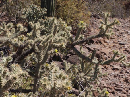 Cholla plant