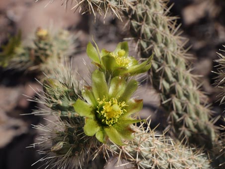 Cholla flowers