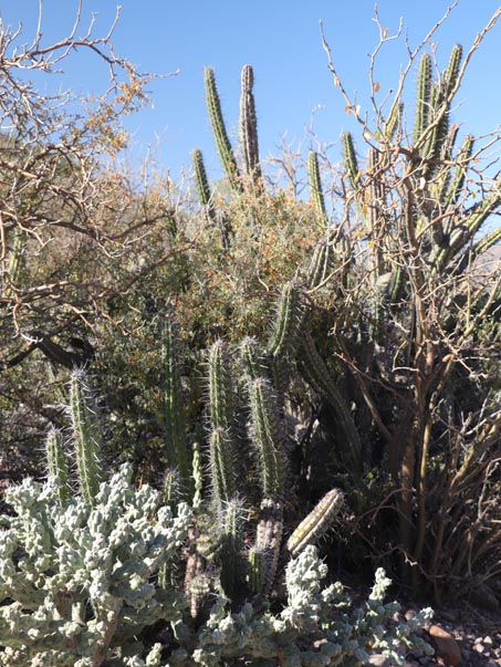 Dense vegetation Santa Martha