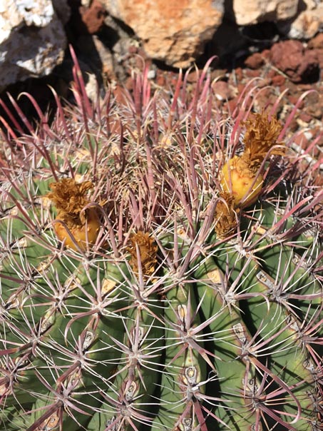 Fruit and old flowers of Barrel cactus