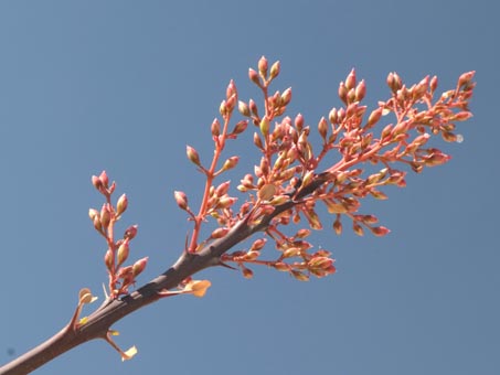 Palo adan blossoms