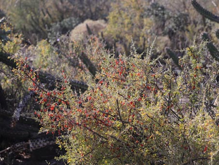 Frutilla covered in fruit