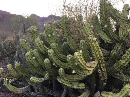 Cochal in bloom