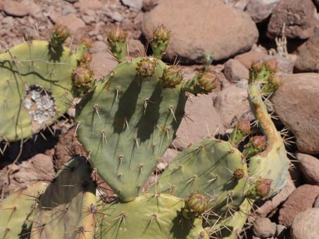 Nopal plant