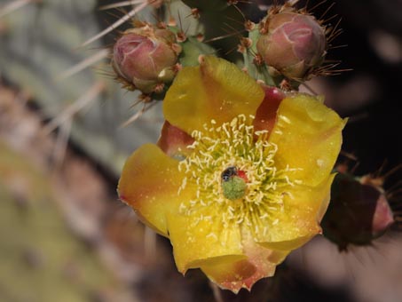 Nopal flower