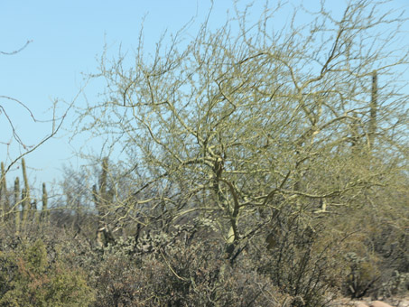 green bark of Palo Verde