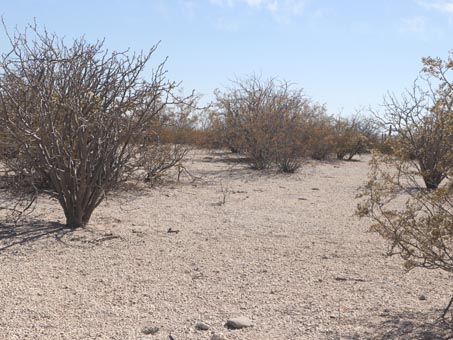 Pumice field