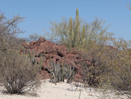 lava and desert scrub