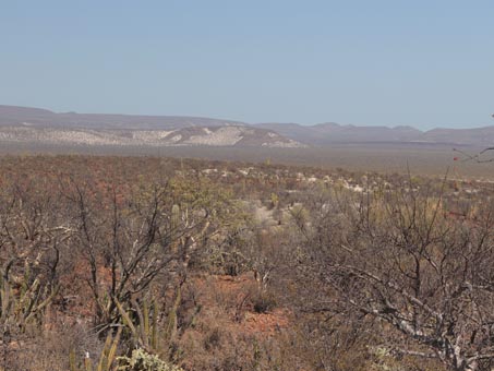 matorral desiertico cerca del volcán