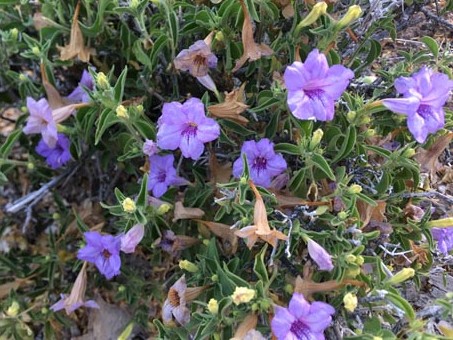 Ruellia in bloom