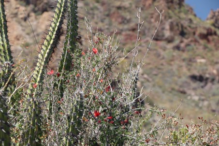 Plants along the trail