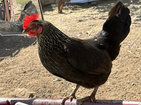 Chicken sitting on the door of the buggy