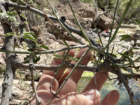 California Acacia