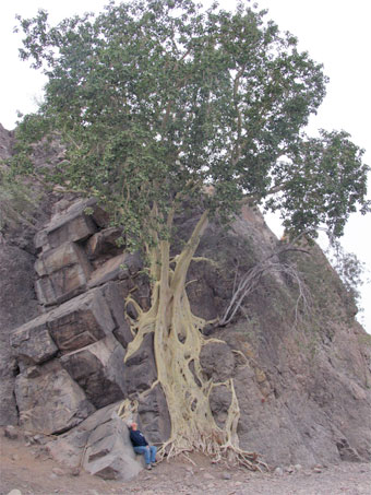 Un zalate gigantesco en el pendiente cerca de Loreto