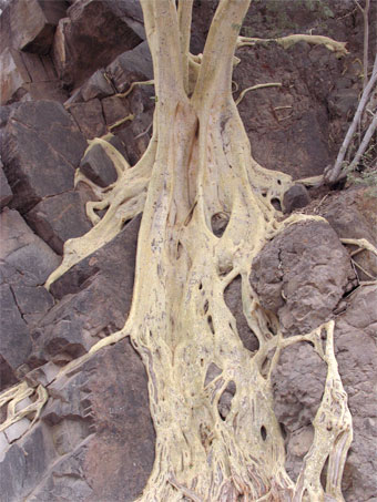 Las raices de un zalate gigantesco en el pendiente cerca de Loreto