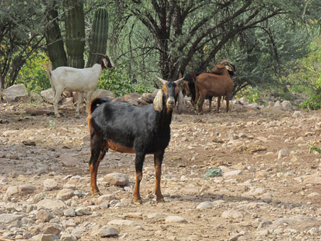 Chivos en el matorral desertico