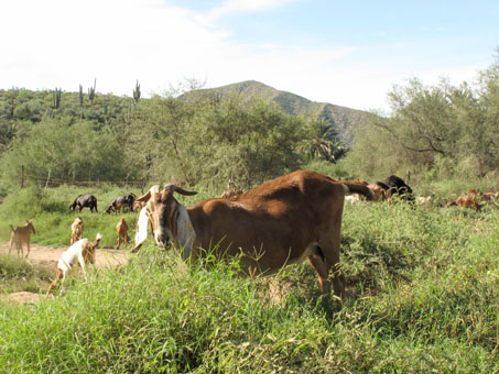 Goats eating grass