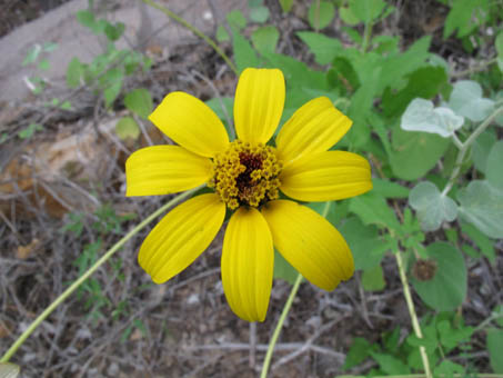 La flor de Heliopsis parviflora var. rubra