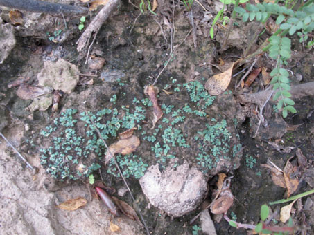 Una hepatica