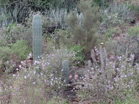 Las mariolas en flor en el cerrito