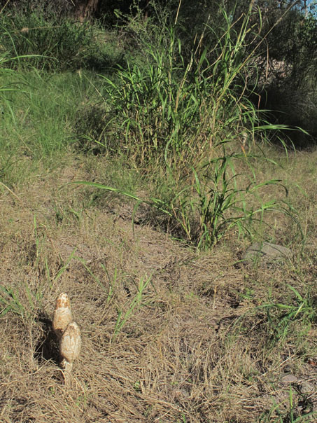 Desert shaggy mane fungus