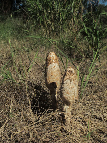 Desert shaggy mane fungus