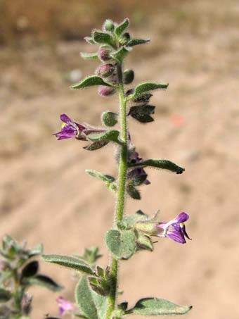 Pseudorontium cyathiferum plant with flowers