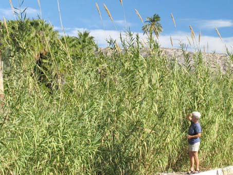 Arundo donax along river bank