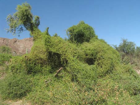 Brandegea bigelovii vines covering other shrubs