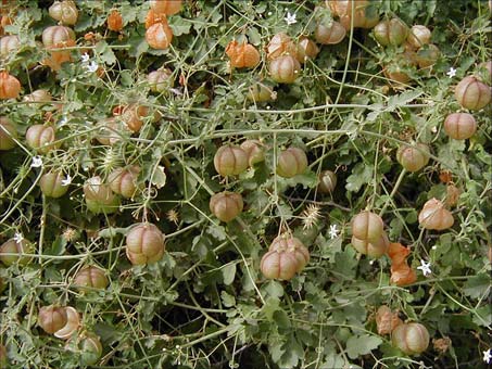 Cardiospermum corindum vine with fruit