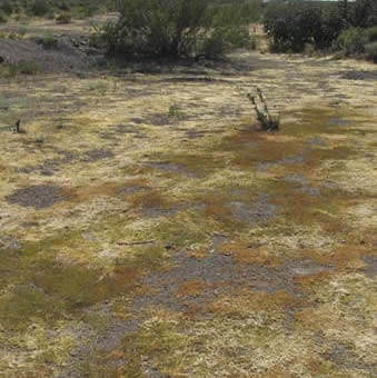 Cuscuta covering many meters of Euphorbia polycarpa plants