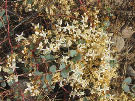 Cuscuta umbellata's tiny white flowers